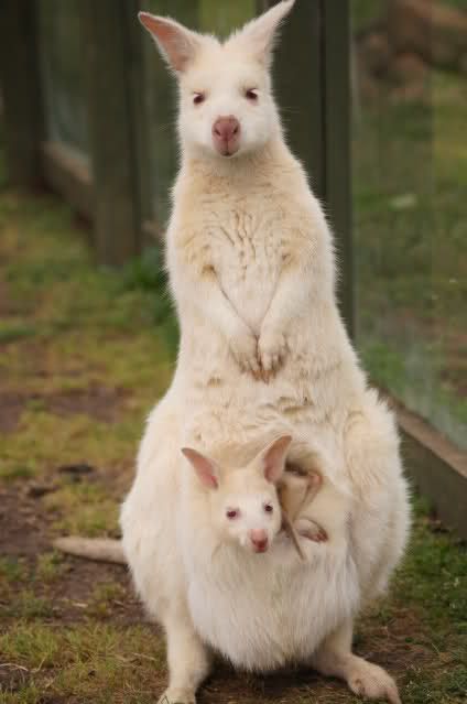 Kangaroo Joey, Rare Albino Animals, Albino Animals, Australia Animals, Power Animal, Unusual Animals, Majestic Animals, Australian Animals, Sweet Animals