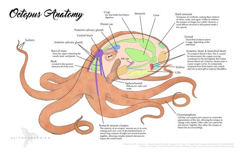 Octopus Anatomy, Sucker Punch, Marine Biology, Digestive System, Biology, Octopus, Anatomy, Humanoid Sketch, Google Search