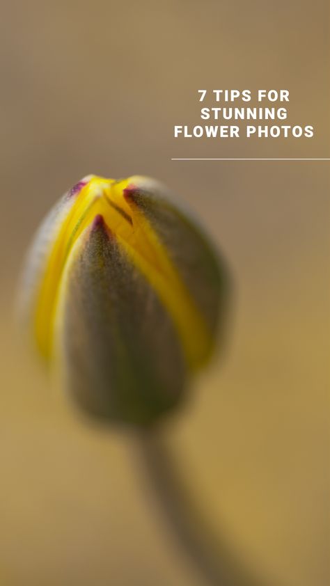 Flower photography is an incredibly accessible form of art since you can find flowers virtually everywhere from botanical gardens and parks through to potted plants on a window sill. Moreover, it offers endless creative possibilities, allowing you to compose abstracts, capture intricate close-ups, frame picturesque landscapes, and explore a multitude of other styles. Photography Flowers Artistic, Creative Flower Photography Ideas, Flower Photography Ideas Creative, Creative Landscape Photography, Freeze Frame Photography, Flower Photography Tips, Macro Photography Settings, Creative Nature Photography, Flower Art Photography