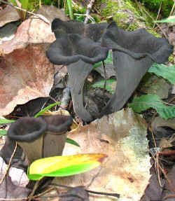 Black Trumpet. Edible. Black Trumpet Mushrooms, Trumpet Mushroom, Trumpet Mushrooms, Edible Wild Mushrooms, Edible Fungi, Cooking Herbs, Mushroom Plant, Lichen Moss, Mushroom Drawing