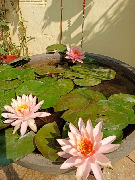 Lotus Pond At Home, Pond Home, Lotus Wallpaper, Garden Ponds, Garden Pond Design, Ideal House, Herb Garden Design, Snap Ideas, Indian Home Design