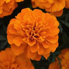 French Marigold, Halloween Chic, Marigold Flower, Patio Plants, Deep Orange, Summer Plants, Orange Aesthetic, Annual Flowers, Plant Combinations