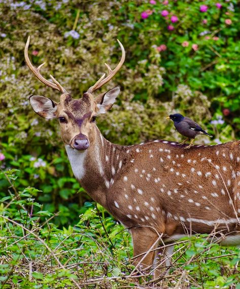 Beautiful spotted Chital, or axis deer (Axis axis), from southern India, Nepal, and Sri Lanka. Chital Deer, Axis Deer, Interesting Animals, Armor Concept, 3d Animation, Animal Paintings, Farm Animals, Sri Lanka, Nepal