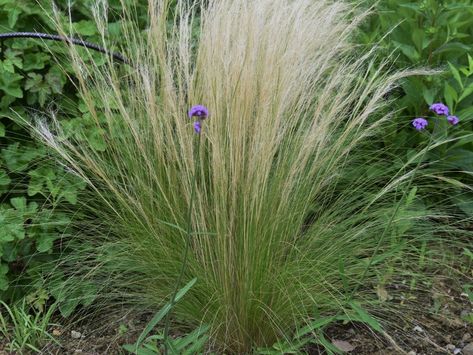 Mexican Feather Grass, Prairie Planting, Flower Borders, Perennial Grasses, Grasses Landscaping, Permaculture Gardening, Permaculture Design, Wild Grass, Grasses Garden