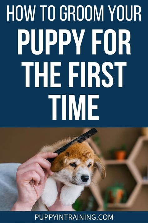 How To Groom Your Puppy For The First Time - puppy getting his fur brushed - So how do you get ready to groom your puppy for the first time? When I get a new puppy, I do all I can to make the grooming process a positive one. Dog Grooming Diy, Dog Skin Allergies, Puppy Things, Female Dog Names, Puppies Tips, Medication For Dogs, Puppy Grooming, Puppy Snuggles, Puppy Coats