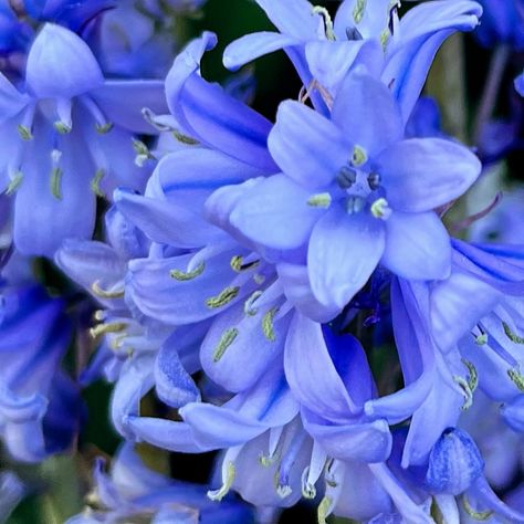 More blooms in our garden, this time English Bluebells #inmygarden #inmygardentoday #colourinnature #flowersofinstagram #englishbluebells Blue Bell Bouquet, Bluebell Flower Aesthetic, Bluebells Aesthetic, Maleficent Oc, English Bluebells, Bluebell Flower, Blue Bell Flowers, Frozen Heart, Under My Skin