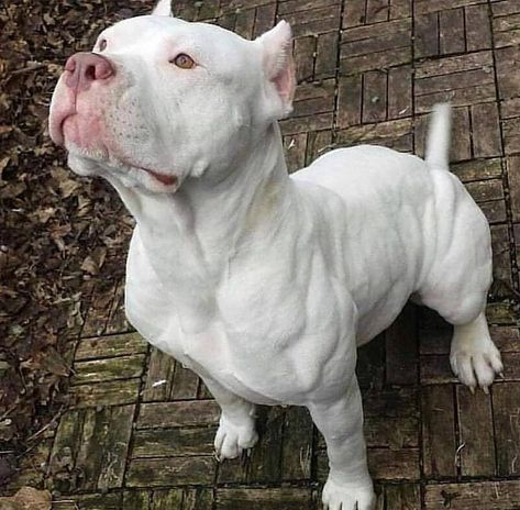 White Pitbull, Pitbull Dog Breed, Bully Dogs, Bully Breeds Dogs, Pitbull Puppy, Bully Dog, American Pit Bull Terrier, Pitbull Lover, Pitbull Puppies