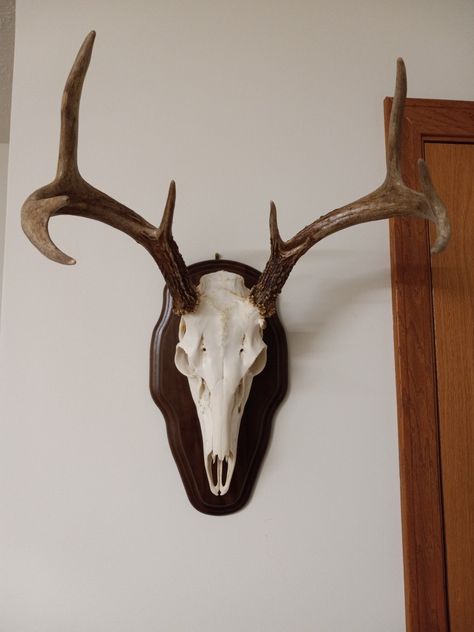 Deer European Mount, European Deer Mount, Mounted Antlers, European Mount, Deer Mounts, Taxidermy Mounts, Deer Skulls, Whitetail Deer, Taxidermy