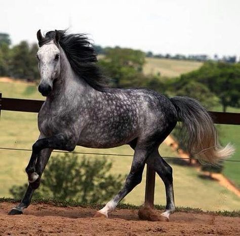 21 Horses With The Most Beautiful & Rare Colors In The World – Page 2 of 21 Dapple Grey Horses, Pinto Horse, Horse Dressage, Andalusian Horse, Most Beautiful Horses, Grey Horse, Majestic Horse, Horse World, Brown Horse