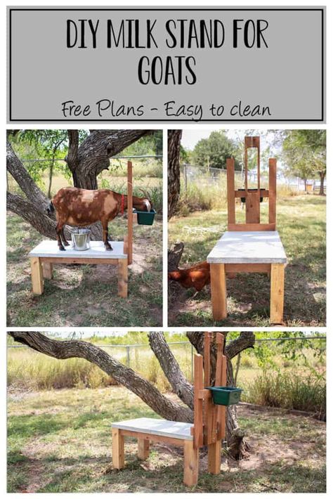 Goat Stand Diy, Diy Milk Stand For Goats, Goat Milk Stand Plans, Goat Milk Stand Diy, Goat Stand Plans, Goat Milking Stand Diy Plans, Goat Shelter Diy, Goat Enclosure Ideas, Goat Barn Plans