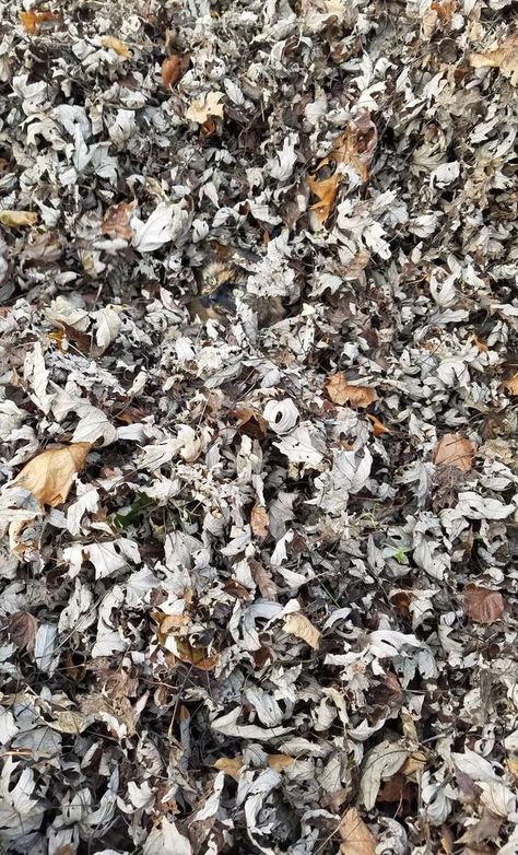 People Are Having A Hard Time Finding The Cat In This Leaf Pile - The Dodo Tortoiseshell Cat Names, Pile Of Leaves, Sneaky Cat, Tortoiseshell Cat, Illusion Drawings, Hidden Images, Hidden Photos, Wild Animals Pictures, Art Optical