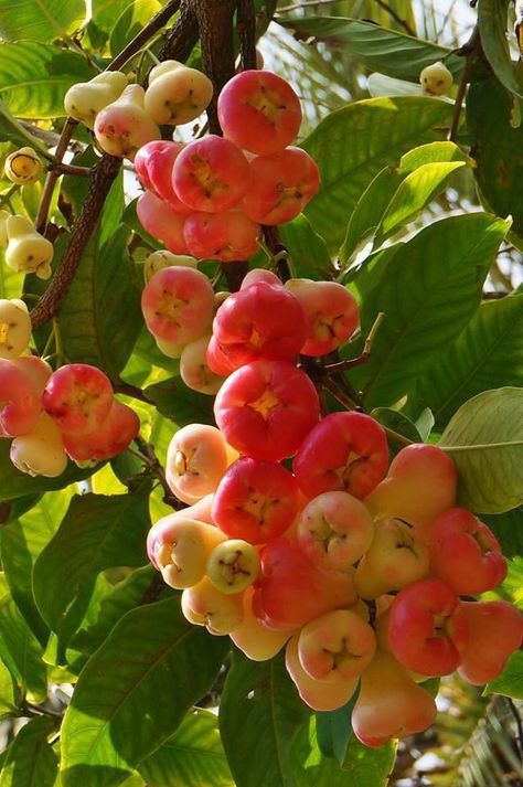 Rose Apple Tree, Chinese Painting Flowers, Lau Lau, Rose Apple, Growing Fruit Trees, Home Grown Vegetables, Apple Roses, Types Of Fruit, All Fruits