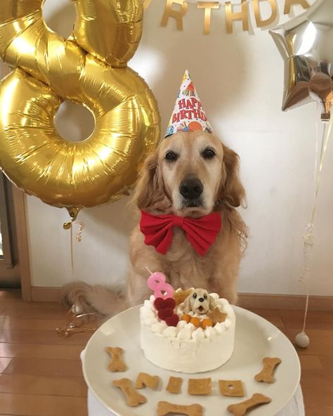 Dog Birthday Pictures, Golden Retriever Photography, Golden Retriever Birthday, Dog First Birthday, Frozen Dog Treats, Happy Birthday Dog, Puppy Birthday Parties, Frozen Dog, Dog Birthday Cake