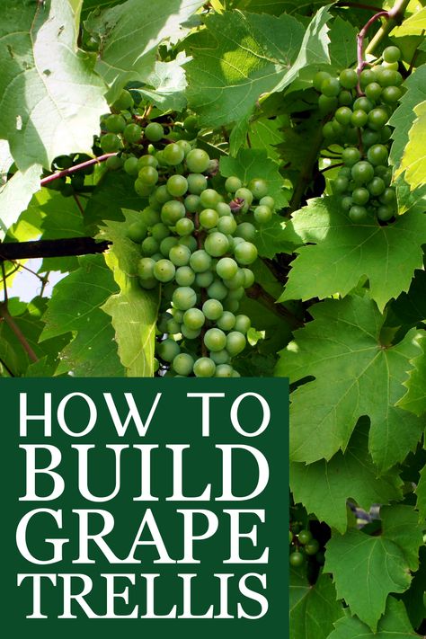 Diy Grapevine Trellis, Trellis Ideas For Grape Vines, How To Build A Grape Vine Trellis, Grape Vine Trellis Ideas Backyards, Trellis For Grapes Vines, How To Grow Grapes Vines At Home, Grape Vine Trellis Diy, Grape Garden Ideas, Growing Grapes In Backyard Trellis