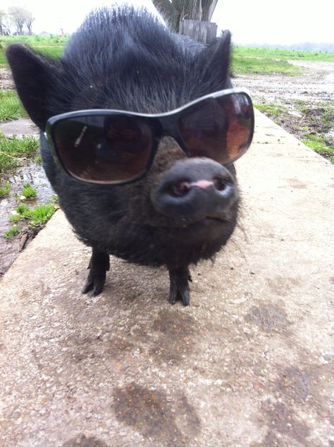 Pot belly pig in sunglasses Pot Belly Pig, Pig Pics, Pig Gif, Micro Pigs, Teacup Pigs, Pot Belly Pigs, Happy Pig, Pig House, Pot Belly