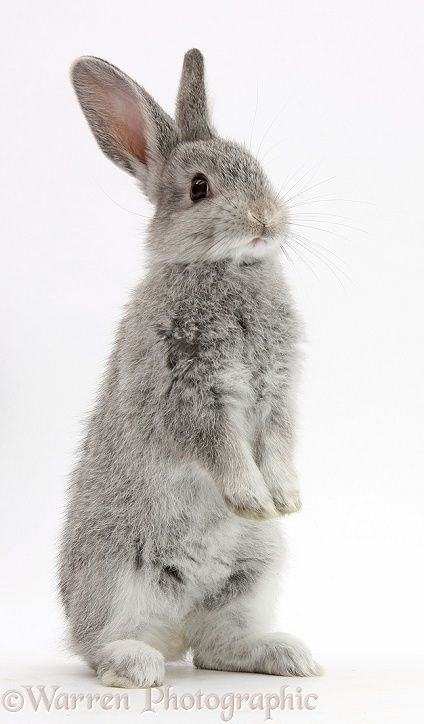 Photograph of Baby silver bunny standing up. Rights managed white background image. Bunny Standing, Rabbit Standing, Bunny Book, Rabbit Pictures, Bunny Painting, Nature Picture, Best Nature, Domestic Animals, Bunny Pictures