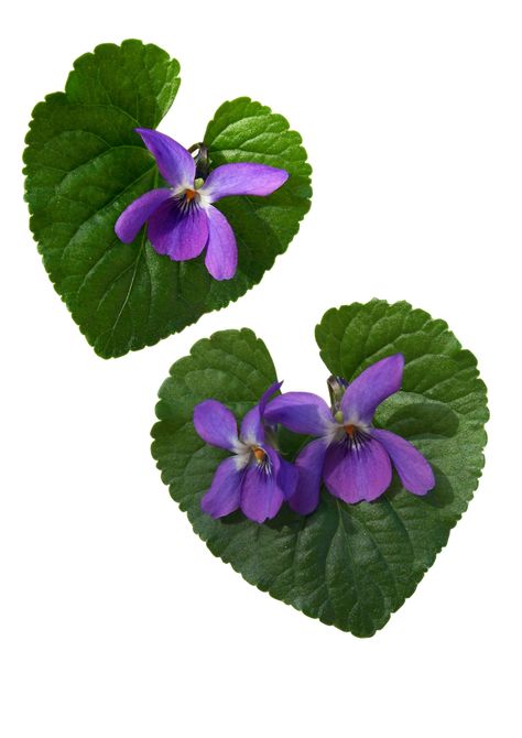 Violet Tattoo, Shades Of Violet, Purple Garden, Botanical Tattoo, Sweet Violets, Beautiful Flower Arrangements, Violet Flower, All Things Purple, African Violets