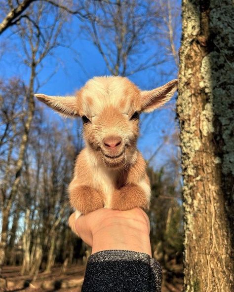 Baby Goat, Pigs, Have You Ever, Farm Animals, Goats, Pie, Horses, On Instagram, Instagram