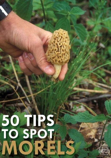 Moral Mushrooms, Morel Mushroom Hunting, Edible Wild Mushrooms, Growing Mushrooms At Home, Wild Foraging, Wild Food Foraging, Morel Mushrooms, Food Foraging, Mushroom Growing