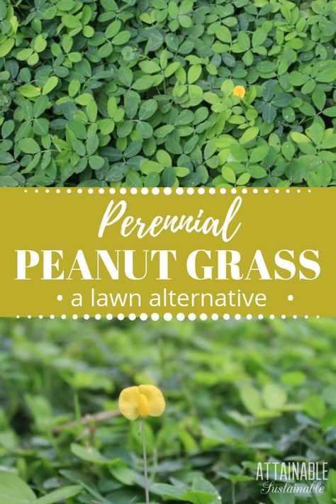 Perennial peanut grass, an evergreen ground cover, is a great lawn replacement that's drought tolerant. Mowed, it's low enough to walk on. This evergreen ground cover has pretty yellow flowers, bright green leaves, and will out-compete grasses and other weeds. Chickens will even eat the yellow flowers. #landscape #homestead #garden Lawn Alternatives Drought Tolerant, Lawn Substitute, Lawn Replacement, Lawn Alternative, Replace Lawn, Gardening Inside, Grass Alternative, Playground Landscaping, Evergreen Groundcover