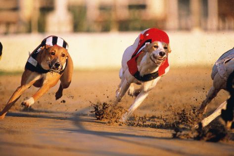 Florida's Greyhound Racing Ban Means Thousands of Dogs Will Need a New Home Racing Dogs, Greyhound Racing, Greyhound Rescue, Greyhounds Racing, Most Popular Dog Breeds, Dog Stories, Funny Dog Pictures, Dog Runs, Sporting Dogs