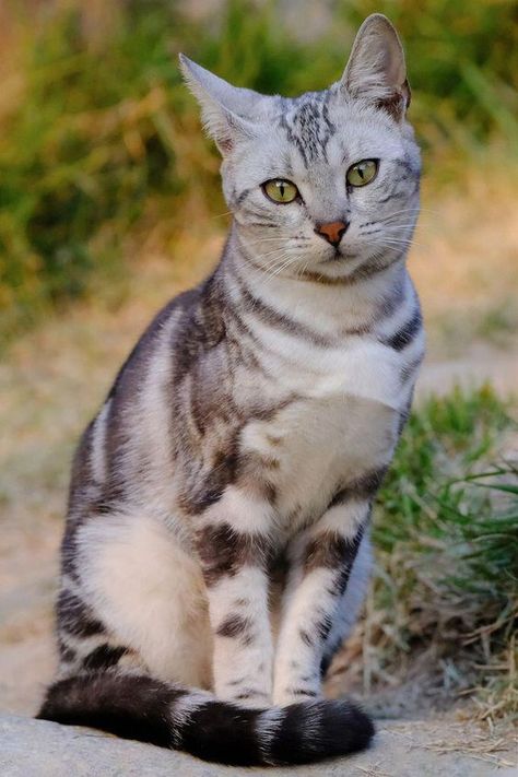 Classic Tabby Cat, Beautiful Cats Pictures, Cat Vs Dog, Pet Halloween Costumes, New Cat, Cute Cats And Kittens, Warrior Cats, Beautiful Cat, Tabby Cat