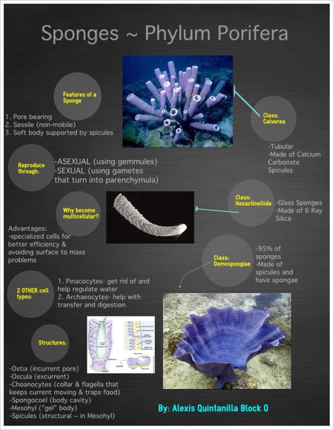 Anaerobic Respiration, 8th Grade Science, Science Notes, Biology Notes, Montessori Education, Body Support, Marine Biology, Home Education, Zoology