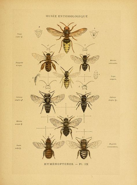 Paris,J. Rothschild,1878. Bug Poster Vintage, Bug Art, Picture Collage Wall, Insect Art, Bee Art, Scientific Illustration, Vintage Poster Art, Art Collage Wall, Old Book