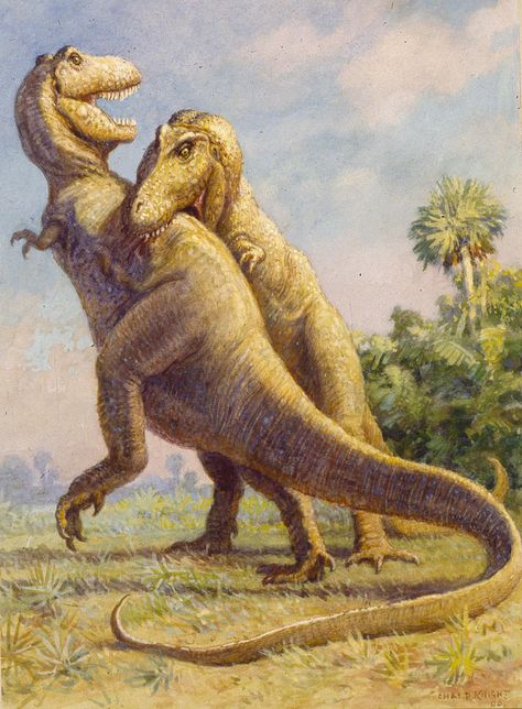 Tyrannosaurus; Late Cretaceous (67 - 66 Ma); Theropod; Discovered by Barnum Brown, 1900-1902; Described by Osborn 1905; Artwork by Charles R Knight Dinosaur Sketch, Prehistoric Wildlife, Dinosaur Images, Dinosaur Drawing, Dinosaur Illustration, Prehistoric World, Jurassic World Dinosaurs, Ancient Animals, Prehistoric Art