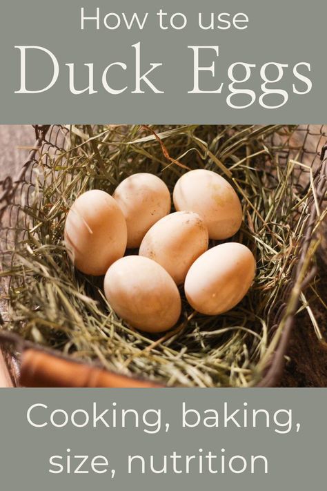 Homesteading Ducks, Recipes Using Duck Eggs, Ducks Vs Chickens, Backyard Livestock, Keeping Ducks, Geese Breeds, Duck Ideas, Duck Stuff, Backyard Ducks