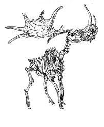 Irish elk skeleton///inspiration for my other ankle Vintage Halloween Printables, Irish Elk, Animal Skeleton, Skeleton Drawings, Animal Skeletons, The Graphics Fairy, Halloween Clips, Vampire Art, Witching Hour