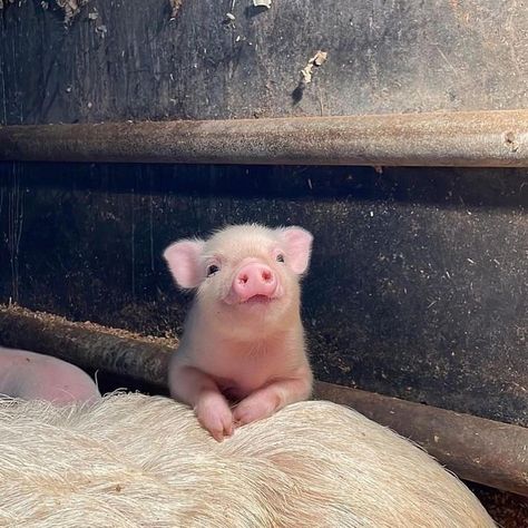 Tiny Pigs, Baby Piglets, Teacup Pigs, Cute Piglets, Mini Pigs, Petting Zoo, Cute Piggies, Pet Pigs