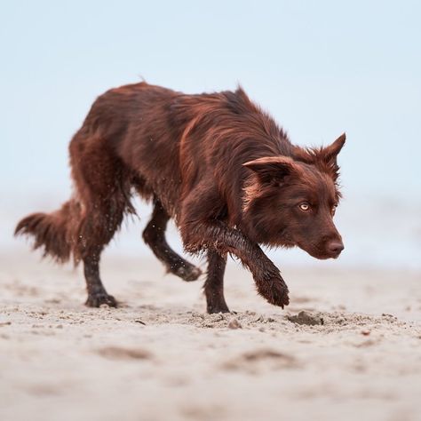 Tamaskan Dog Black, Dogs Poses Reference, Animal Reference Pictures, Animal Art Reference Photography, Dog Curled Up, Dog Reference Poses, Animagus Ideas, Animal Pose Reference, Dog Lying On Back