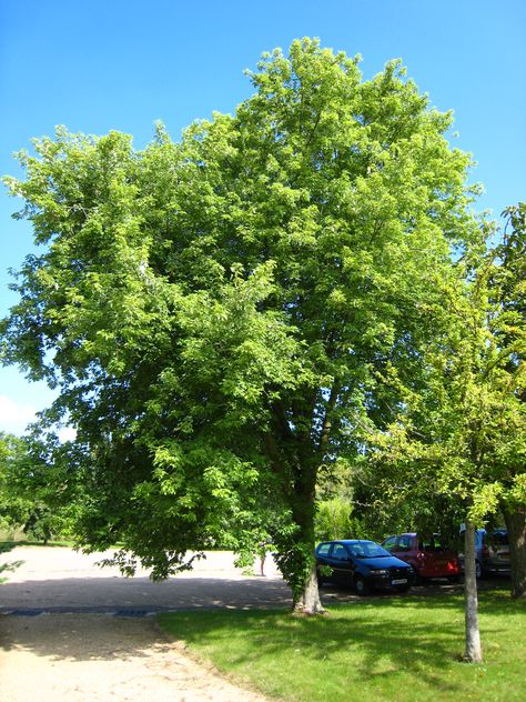 maple tree - beautiful shade tree Best Shade Trees, Maple Tree Landscape, Silver Maple Tree, Fast Growing Shade Trees, Natural Landscaping, Tree Seedlings, Tree Beautiful, Maple Trees, Growing Gardens