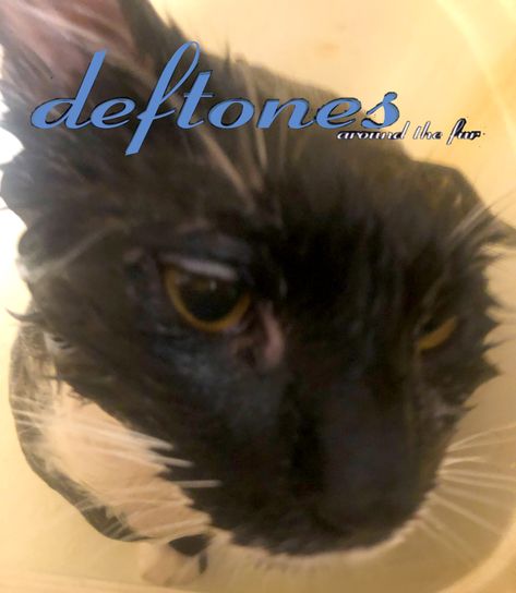 deftones around the fur cover Deftones Cat Album Cover, Deftones Cat Pfp, Cat Listening To Deftones, Around The Fur Album Cover, Around The Fur Deftones, Deftones Meme, Deftones Memes, Deftones Cat, Deftones Around The Fur