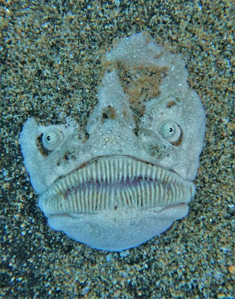 Creepy Ocean Creatures, Weird Deep Sea Creatures, Weird Ocean Creatures, Deep Ocean Fish, Strange Sea Creatures, Moon Creature, Scary Sea Creatures, Scary Fish, Beach Creatures