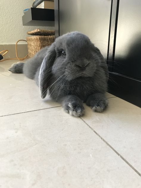 Grey Lop Bunny, Grey Holland Lop Bunny, Mini Lop Bunny, Holland Lop Bunny, Mini Lop Bunnies, Mini Lop Rabbit, Lop Bunnies, Holland Lop Bunnies, Gray Bunny