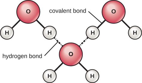 Hydrogen Bonding Chemistry, Water Molecule Structure, Hydrogen Bonding, Peptide Bond, Ionic Bonding, Hydrogen Atom, Critical Thinking Questions, Functional Group, Chemical Bond