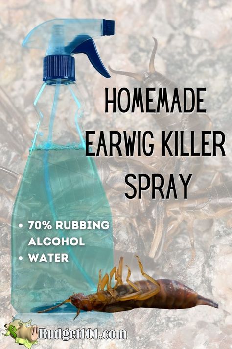 homemade earwig killer spray recipe Diy Earwig Killer, Earwig Repellant, Earwigs In House, Earwig Killer, Wasp Sting Remedy, Getting Rid Of Earwigs, Wasp Repellent, Home Pest Control, Wet Leaves