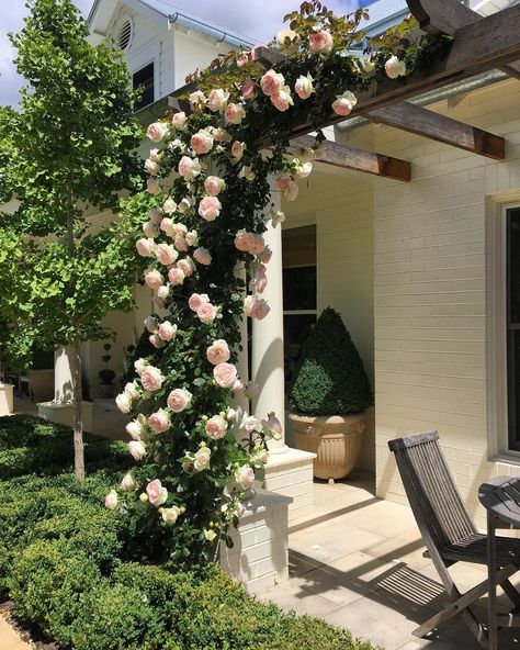 Beautiful 'Blushing' Pierre de Ronsard putting on a magnificent display this year #rose #pillarrose #garden #southernhighlands #gardendesign #veranda #home #pergola #climber #flower #gardenlove Botanical Garden Design, Climbing Roses Trellis, Dreamy Garden, Rose Trellis, Backyard Buildings, Beautiful Yards, Garden Design Ideas, Veg Garden, Rose Wall