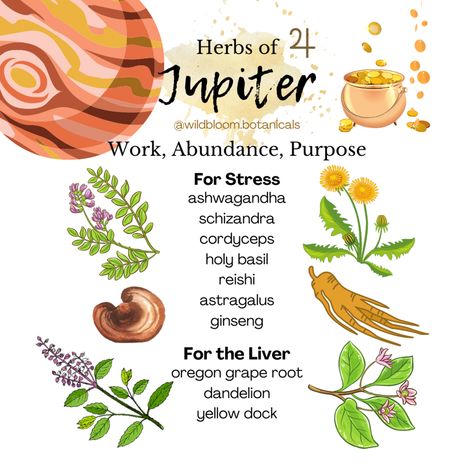 Jupiter herbs Herbal Astrology, Jupiter Astrology, Oregon Grape, Dandelion Yellow, Magic Herbs, Magical Herbs, Witchcraft Spell Books, Herbal Healing, Holy Basil