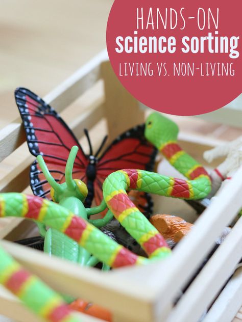 Science for preschool. Simple sorting activity living and non-living objects for preschool science center. Living Vs Non Living, Preschool Science Center, Non Living Things, Science Center Preschool, Pre-k Science, Living And Nonliving, Kindergarten Freebies, Science Crafts, Math Center Activities