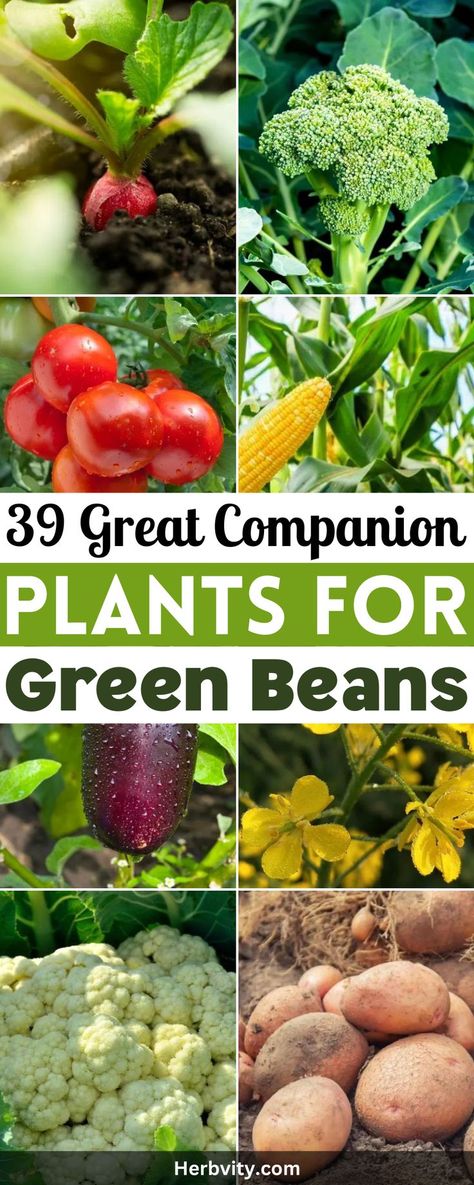 There are thirty nine (39) good companion plants for green beans in this list. Each companion plant is accompanied with a photo, a list of its benefits, and tips on how you can include it as part of your garden planting scheme. Planting Green Beans, Green Beans Garden, Grean Beans, Growing Eggplant, Bean Garden, Growing Green Beans, Companion Planting Guide, Thirty Nine, Companion Gardening