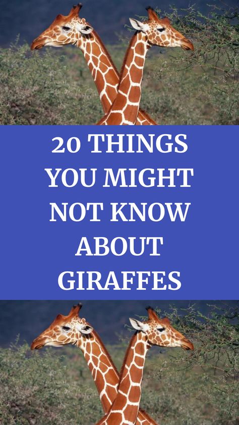 20 Things You Might Not Know About Giraffes West With Giraffes, Giraffe Spots, Fun Facts About Giraffes, Gerald The Giraffe, Giraffe Facts, Sleeping Habits, Grizzly Bear, Book Club, Mammals