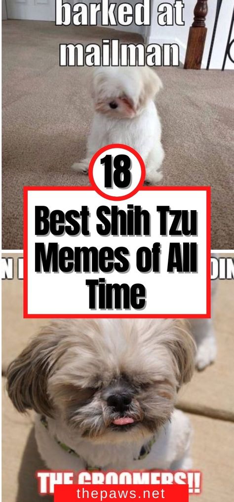 Maltese Shih Tzu Puppy, Cute Shitzu Puppies, Shitzu Funny, Shitzu Dogs Haircuts, Shih Tzu Grooming Styles, Shih Tzu Puppy Training, First Night With Puppy, Shorkie Dogs, Shih Tzu Hair Styles