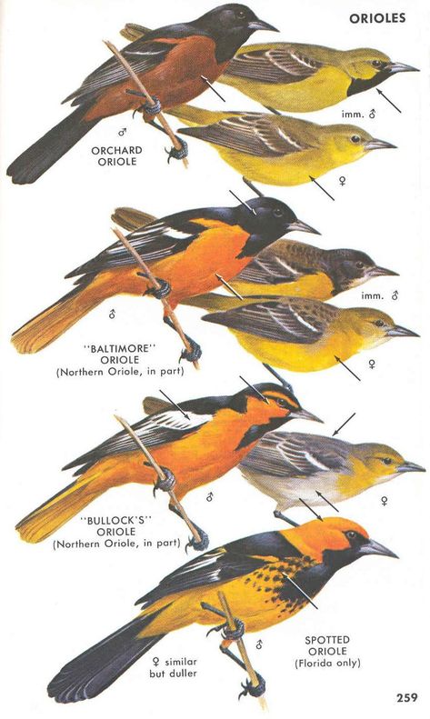 Baltimore Orioles Birds, Backyard Birds Watching, North American Birds, Wild Birds Unlimited, Oriole Bird, Hummingbird Nectar, American Birds, Bird Identification, Christmas Bird