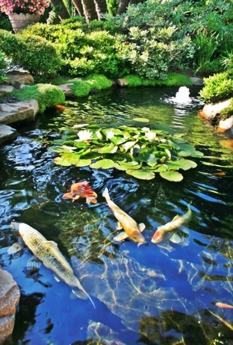 The Five Keys to Achieving a Healthy Koi Pond Zen Backyard, Kolam Koi, Taman Air, Goldfish Pond, Outdoor Ponds, Zen Garden Design, Pond Waterfall, Pond Water Features, Pond Fountains