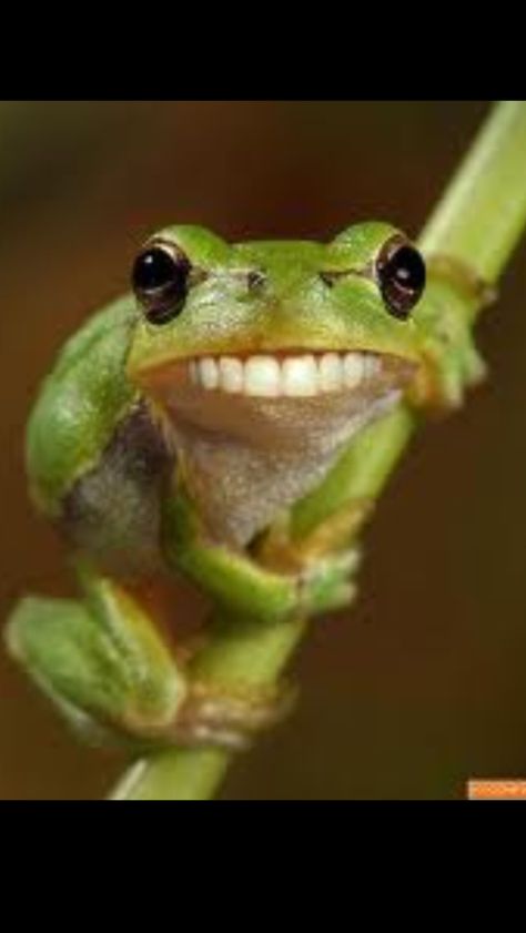 Teeth! Funny Frog Pictures, Frog Pictures, Funny Frogs, Frog Art, Its Friday Quotes, Green Frog, 웃긴 사진, Frog And Toad, Reptiles And Amphibians