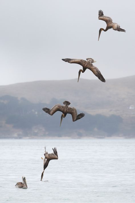 Brown Pelican Tattoo, Brown Pelican, Pelican Tattoo, Marin County California, Pelican Bay, Pelican Bird, Pelican Art, Early Humans, Driftwood Sculpture