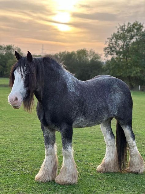 Dutch Draft Horse, Ardennes Horse, Clysdale Horses, Draft Horse Breeds, Belgian Draft Horse, Clydesdale Horse, Horse Herd, Amazing Horses, Shire Horse